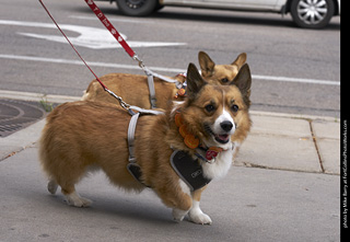 Tour de Corgi - Tour #1