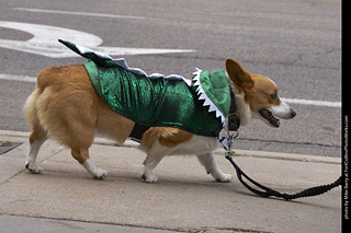 Tour de Corgi - Tour #1