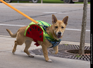 Tour de Corgi - Tour #1