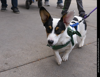 Tour de Corgi - Tour #1