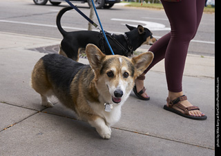 Tour de Corgi - Tour #1