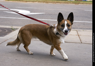 Tour de Corgi - Tour #1