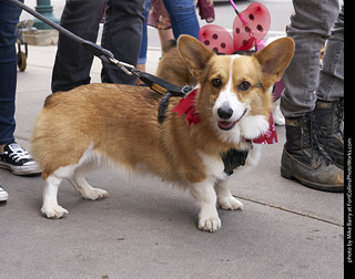 Tour de Corgi - Tour #1