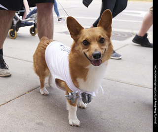 Tour de Corgi - Tour #1