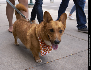 Tour de Corgi - Tour #1