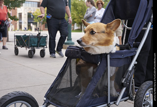 Tour de Corgi - Tour #1