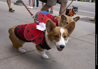 Tour de Corgi - Tour #1