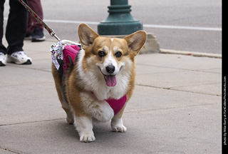 Tour de Corgi - Tour #1