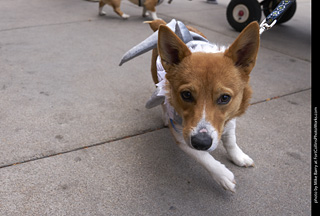 Tour de Corgi - Tour #1