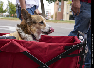 Tour de Corgi - Tour #1