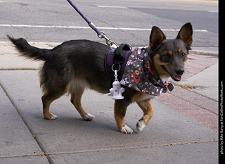 Tour de Corgi - Tour #1