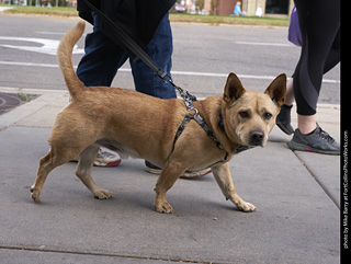 Tour de Corgi - Tour #1