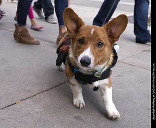 Tour de Corgi - Tour #1