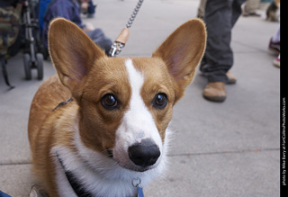 Tour de Corgi - Tour #1