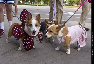 Tour de Corgi - Tour #1