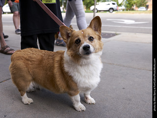 Tour de Corgi - Tour #1