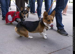 Tour de Corgi - Tour #1