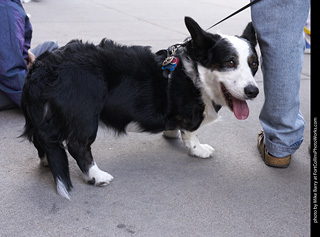 Tour de Corgi - Tour #1