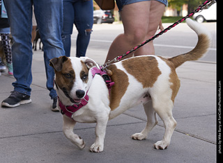 Tour de Corgi - Tour #1