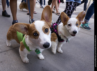 Tour de Corgi - Tour #1