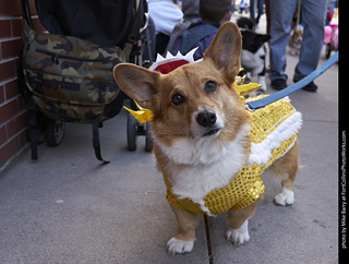 Tour de Corgi - Tour #1