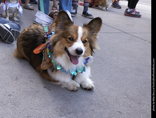 Tour de Corgi - Tour #1