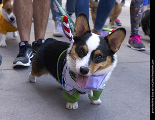 Tour de Corgi - Tour #2