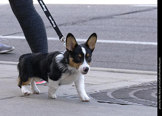 Tour de Corgi - Tour #2