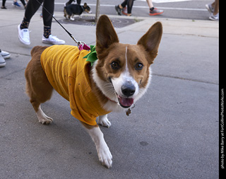 Tour de Corgi - Tour #2