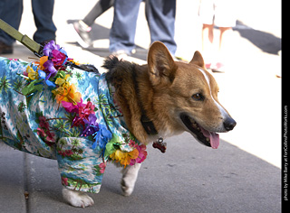 Tour de Corgi - Tour #2