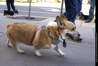 Tour de Corgi - Tour #2