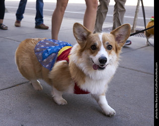 Tour de Corgi - Tour #2