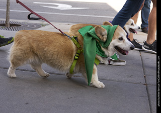 Tour de Corgi - Tour #2