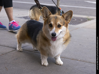 Tour de Corgi - Tour #2