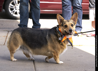 Tour de Corgi - Tour #2