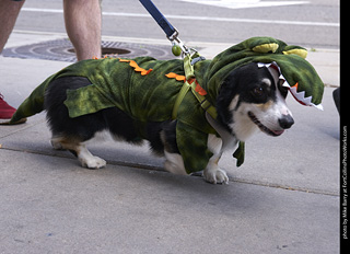 Tour de Corgi - Tour #2