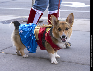 Tour de Corgi - Tour #2