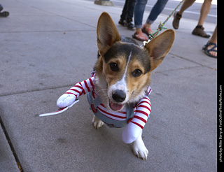 Tour de Corgi - Tour #2