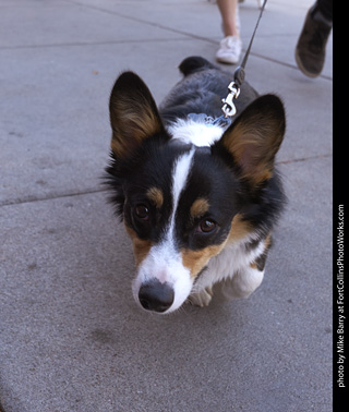 Tour de Corgi - Tour #2