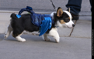 Tour de Corgi - Tour #2