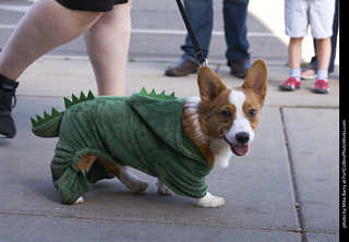 Tour de Corgi - Tour #2
