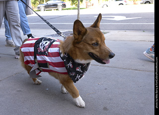 Tour de Corgi - Tour #2