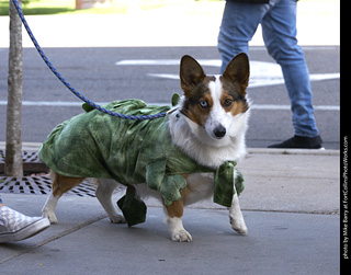Tour de Corgi - Tour #2