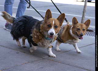 Tour de Corgi - Tour #2