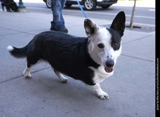 Tour de Corgi - Tour #2