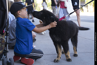 Tour de Corgi - Tour #2