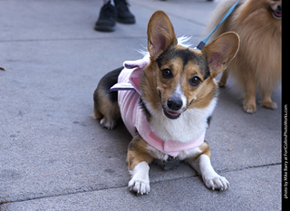 Tour de Corgi - Tour #2
