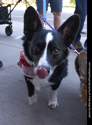 Tour de Corgi - Tour #2