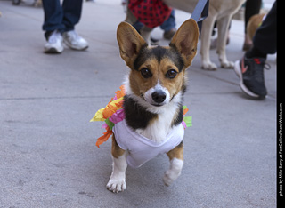 Tour de Corgi - Tour #2