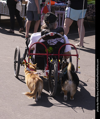 Tour de Corgi - Tour #3